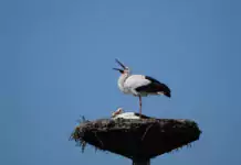 Vögel und ihre Rolle in der Verbreitung von Pilzen in feuchten Gebieten. Vögel und ihre Rolle in der Verbreitung von Pilzen in feuchten Gebieten.