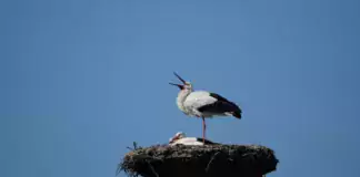 Vögel und ihre Rolle in der Verbreitung von Pilzen in feuchten Gebieten.