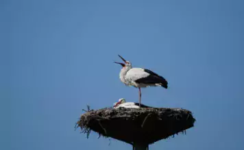 Vögel und ihre Rolle in der Verbreitung von Pilzen in feuchten Gebieten. Vögel und ihre Rolle in der Verbreitung von Pilzen in feuchten Gebieten.