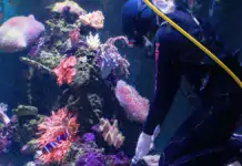 Die faszinierende Welt der Welse im Aquarium Die faszinierende Welt der Welse im Aquarium