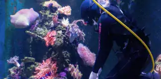 Die faszinierende Welt der Welse im Aquarium