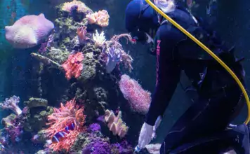 Die faszinierende Welt der Welse im Aquarium Die faszinierende Welt der Welse im Aquarium