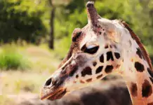 Wilde Tiere und ihre Rolle in der Verbreitung von Samen durch Ameisen Wilde Tiere und ihre Rolle in der Verbreitung von Samen durch Ameisen