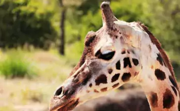 Wilde Tiere und ihre Rolle in der Verbreitung von Samen durch Ameisen Wilde Tiere und ihre Rolle in der Verbreitung von Samen durch Ameisen