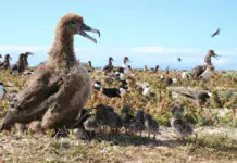 Die erstaunlichen Navigationsfähigkeiten von Albatrossen. Die erstaunlichen Navigationsfähigkeiten von Albatrossen.