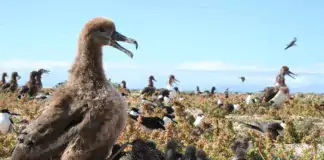 Die erstaunlichen Navigationsfähigkeiten von Albatrossen.