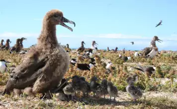 Die erstaunlichen Navigationsfähigkeiten von Albatrossen. Die erstaunlichen Navigationsfähigkeiten von Albatrossen.