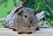 Meerschweinchen-Entwicklung: Wie sie in den ersten Lebenswochen heranwachsen Meerschweinchen-Entwicklung: Wie sie in den ersten Lebenswochen heranwachsen