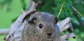 Meerschweinchen-Entwicklung: Wie sie in den ersten Lebenswochen heranwachsen