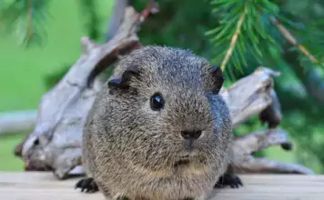 Meerschweinchen-Entwicklung: Wie sie in den ersten Lebenswochen heranwachsen Meerschweinchen-Entwicklung: Wie sie in den ersten Lebenswochen heranwachsen