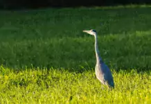 Die erstaunliche Wanderung von Zugvögeln über Ozeane. Die erstaunliche Wanderung von Zugvögeln über Ozeane.