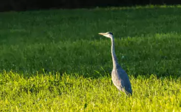 Die erstaunliche Wanderung von Zugvögeln über Ozeane. Die erstaunliche Wanderung von Zugvögeln über Ozeane.
