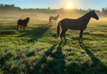 Pferde und ihre besondere Beziehung zu Menschen mit körperlichen Einschränkungen und Behinderungen Pferde und ihre besondere Beziehung zu Menschen mit körperlichen Einschränkungen und Behinderungen