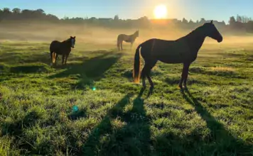Pferde und ihre besondere Beziehung zu Menschen mit körperlichen Einschränkungen und Behinderungen Pferde und ihre besondere Beziehung zu Menschen mit körperlichen Einschränkungen und Behinderungen