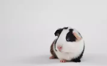 Meerschweinchen und ihre Zähne: Warum ist regelmäßiges Knabbern wichtig? Meerschweinchen und ihre Zähne: Warum ist regelmäßiges Knabbern wichtig?