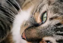 Katzen und ihre Abenteuerlust: Wie man eine abwechslungsreiche Umgebung schafft. Katzen und ihre Abenteuerlust: Wie man eine abwechslungsreiche Umgebung schafft.