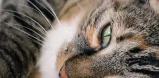 Katzen und ihre Abenteuerlust: Wie man eine abwechslungsreiche Umgebung schafft.