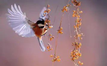 Vögel und ihre Beziehung zu Menschen im Laufe der Geschichte. Vögel und ihre Beziehung zu Menschen im Laufe der Geschichte.