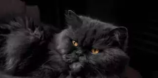 Katzenrassen, die besonders gut mit Hunden auskommen.