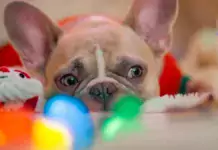 Hunde und Musik: Wie Musik die Stimmung und das Verhalten beeinflusst Hunde und Musik: Wie Musik die Stimmung und das Verhalten beeinflusst