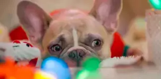 Hunde und Musik: Wie Musik die Stimmung und das Verhalten beeinflusst