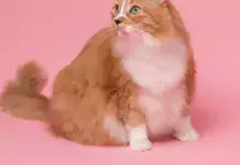 Wie man die Bindung zu seiner Katze stärkt: Spiele, Kuschelzeit und mehr. Wie man die Bindung zu seiner Katze stärkt: Spiele, Kuschelzeit und mehr.