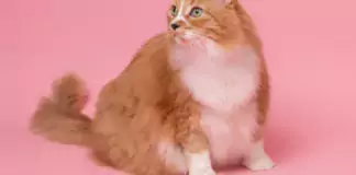 Wie man die Bindung zu seiner Katze stärkt: Spiele, Kuschelzeit und mehr.
