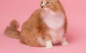 Wie man die Bindung zu seiner Katze stärkt: Spiele, Kuschelzeit und mehr. Wie man die Bindung zu seiner Katze stärkt: Spiele, Kuschelzeit und mehr.