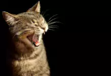 Katzen und Kinder: Wie man eine harmonische Beziehung fördert. Katzen und Kinder: Wie man eine harmonische Beziehung fördert.