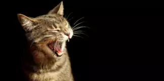 Katzen und Kinder: Wie man eine harmonische Beziehung fördert.