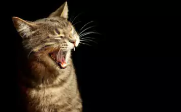 Katzen und Kinder: Wie man eine harmonische Beziehung fördert. Katzen und Kinder: Wie man eine harmonische Beziehung fördert.
