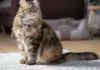 Die faszinierende Welt der Katzenrassen: Von Persern bis Siamesen.