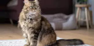 Die faszinierende Welt der Katzenrassen: Von Persern bis Siamesen.