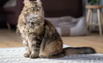 Die faszinierende Welt der Katzenrassen: Von Persern bis Siamesen. Die faszinierende Welt der Katzenrassen: Von Persern bis Siamesen.
