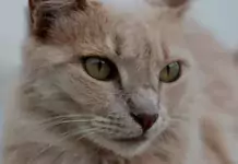 Katzen und ihre erstaunlichen Sinne: Wie sie hören, sehen und riechen. Katzen und ihre erstaunlichen Sinne: Wie sie hören, sehen und riechen.