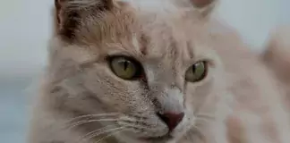 Katzen und ihre erstaunlichen Sinne: Wie sie hören, sehen und riechen.