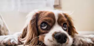 Wie man seinen Hund auf Umzüge und Veränderungen vorbereitet.