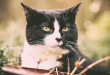 Katzen und ihre geheimnisvollen Verhaltensweisen: Wissenschaftliche Erklärungen. Katzen und ihre geheimnisvollen Verhaltensweisen: Wissenschaftliche Erklärungen.