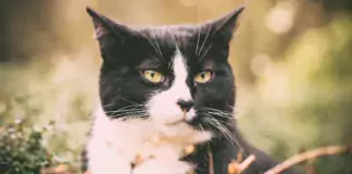 Katzen und ihre geheimnisvollen Verhaltensweisen: Wissenschaftliche Erklärungen. Katzen und ihre geheimnisvollen Verhaltensweisen: Wissenschaftliche Erklärungen.