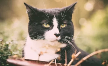 Katzen und ihre geheimnisvollen Verhaltensweisen: Wissenschaftliche Erklärungen. Katzen und ihre geheimnisvollen Verhaltensweisen: Wissenschaftliche Erklärungen.