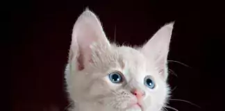 Katzen und ihre ungewöhnlichen Schlafgewohnheiten.