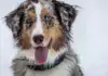 Hund im Dunkeln sichtbar machen: Leuchthalsband, Reflektoren und sichere Gassirunden Mehrfarbiger Hund mit Halsband im Porträt