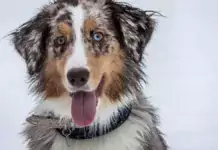 Trainingstipps für einen gut erzogenen Hund in der Stadt. Trainingstipps für einen gut erzogenen Hund in der Stadt.