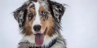 Hund im Dunkeln sichtbar machen: Leuchthalsband, Reflektoren und sichere Gassirunden Mehrfarbiger Hund mit Halsband im Porträt