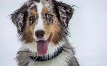Trainingstipps für einen gut erzogenen Hund in der Stadt. Trainingstipps für einen gut erzogenen Hund in der Stadt.