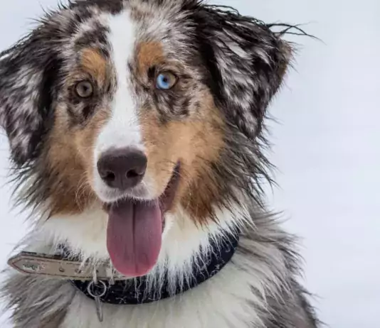 Hund im Dunkeln sichtbar machen: Leuchthalsband, Reflektoren und sichere Gassirunden Mehrfarbiger Hund mit Halsband im Porträt