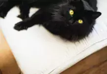 Katzen und ihre Beziehung zu ihren Menschen: Anzeichen für Liebe und Zuneigung. Katzen und ihre Beziehung zu ihren Menschen: Anzeichen für Liebe und Zuneigung.