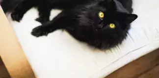 Katzen und ihre Beziehung zu ihren Menschen: Anzeichen für Liebe und Zuneigung.