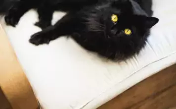 Katzen und ihre Beziehung zu ihren Menschen: Anzeichen für Liebe und Zuneigung.