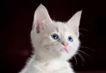 Katzen und ihre Beziehung zu anderen Tieren: Freundschaften und Rivalitäten. Katzen und ihre Beziehung zu anderen Tieren: Freundschaften und Rivalitäten.